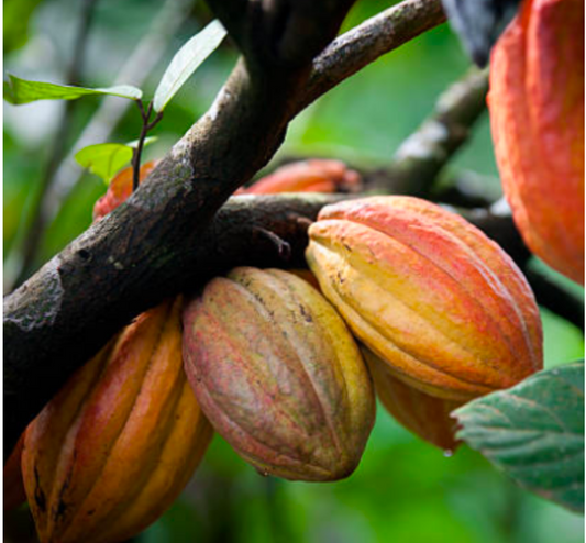 Harvesting Practices Between Coffee and Cacao